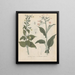 Livre sur les plantes toxiques Pl44 - Friedrich Berge — framed artwork on a wall