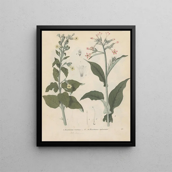 Livre sur les plantes toxiques Pl44 - Friedrich Berge — framed artwork on a wall