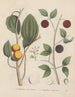 Livre sur les plantes toxiques Pl45 - Friedrich Berge — artwork view