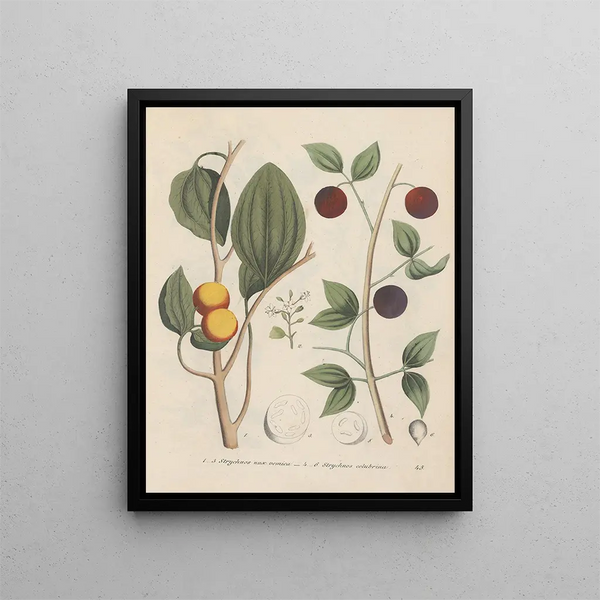 Livre sur les plantes toxiques Pl45 - Friedrich Berge — framed artwork on a wall