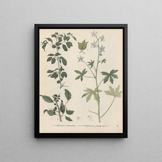 Friedrich Berge - GiftpflanzenBuch Pl46.webp