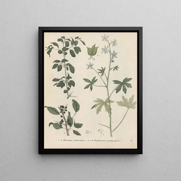 Livre sur les plantes toxiques Pl46 - Friedrich Berge — framed artwork on a wall