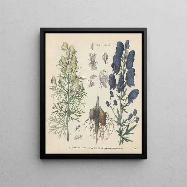 Livre sur les plantes toxiques Pl47 - Friedrich Berge — framed artwork on a wall