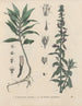 Livre sur les plantes toxiques Pl48 - Friedrich Berge — artwork view