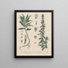Livre sur les plantes toxiques Pl48 - Friedrich Berge — framed artwork on a wall