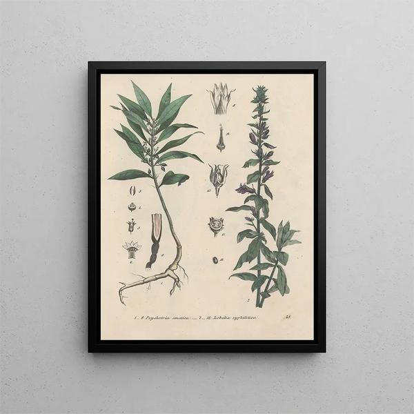 Livre sur les plantes toxiques Pl48 - Friedrich Berge — framed artwork on a wall
