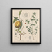 Book on Toxic Plants Pl49 - Friedrich Berge — framed artwork on a wall