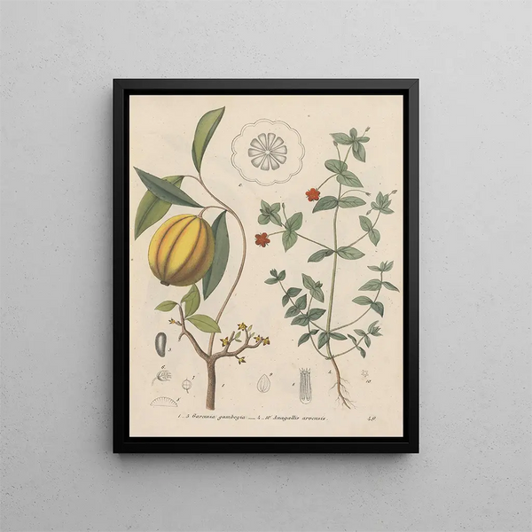 Book on Toxic Plants Pl49 - Friedrich Berge — framed artwork on a wall