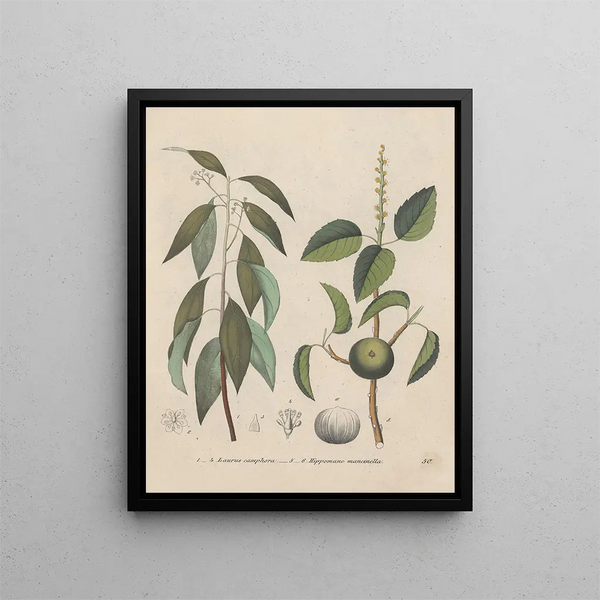 Livre sur les plantes toxiques Pl50 - Friedrich Berge — framed artwork on a wall