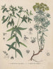 Book on Toxic Plants Pl51 - Friedrich Berge — artwork view