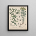 Book on Toxic Plants Pl51 - Friedrich Berge — framed artwork on a wall