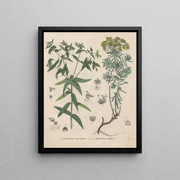 Book on Toxic Plants Pl51 - Friedrich Berge — framed artwork on a wall