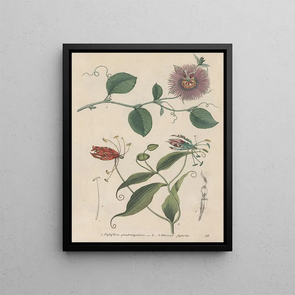 Livre sur les plantes toxiques Pl52 - Friedrich Berge — framed artwork on a wall