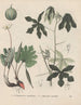 Book on Toxic Plants Pl53 - Friedrich Berge — artwork view