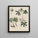 Book on Toxic Plants Pl53 - Friedrich Berge — framed artwork on a wall