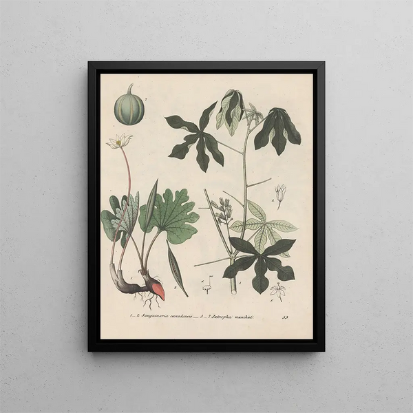 Book on Toxic Plants Pl53 - Friedrich Berge — framed artwork on a wall