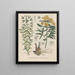 Book on Toxic Plants Pl54 - Friedrich Berge — framed artwork on a wall