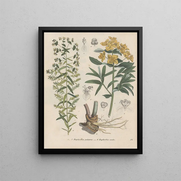 Book on Toxic Plants Pl54 - Friedrich Berge — framed artwork on a wall