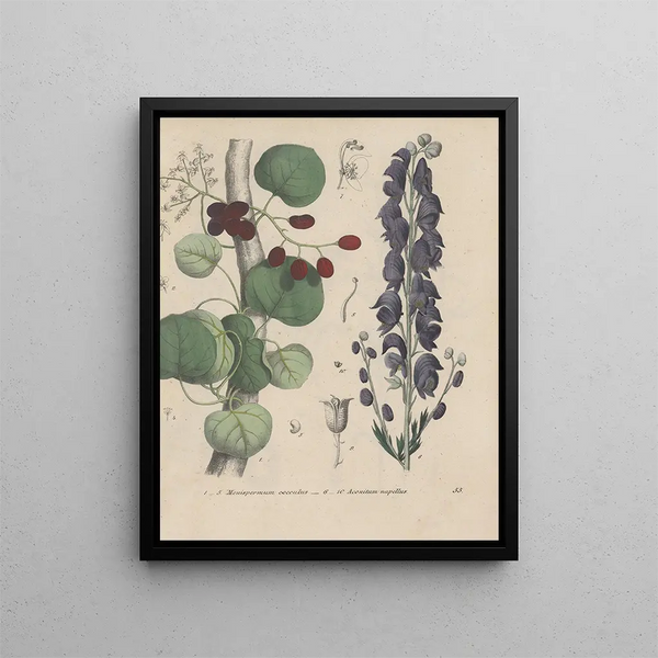 Livre sur les plantes toxiques Pl55 - Friedrich Berge — framed artwork on a wall