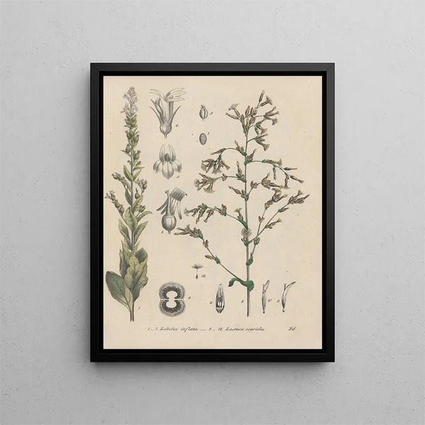 Livre sur les plantes toxiques Pl56 - Friedrich Berge — framed artwork on a wall