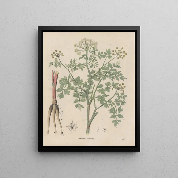 Book on Toxic Plants Pl57 - Friedrich Berge — framed artwork on a wall