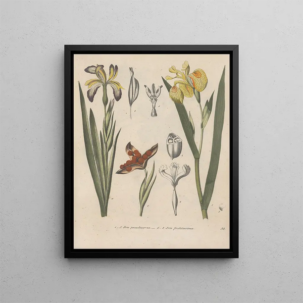 Book on Toxic Plants Pl58 - Friedrich Berge — framed artwork on a wall