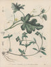 Book on Toxic Plants Pl59 - Friedrich Berge — artwork view