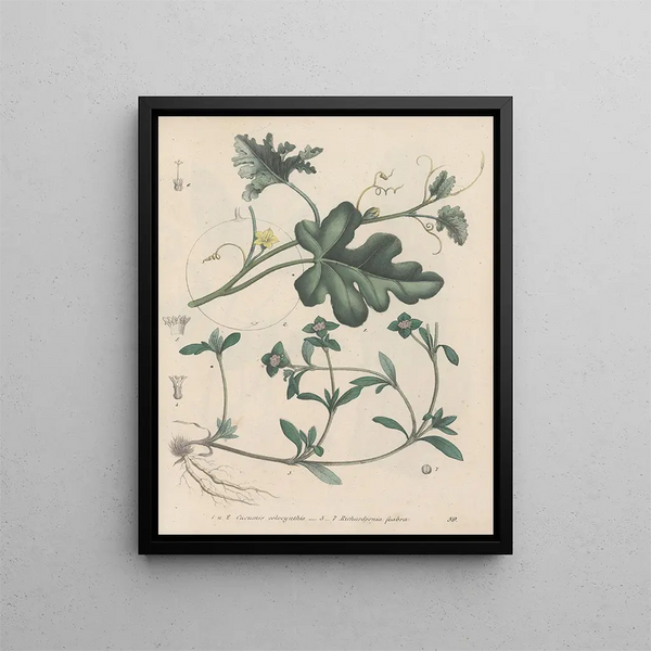 Book on Toxic Plants Pl59 - Friedrich Berge — framed artwork on a wall