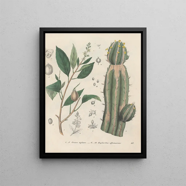 Livre sur les plantes toxiques Pl60 - Friedrich Berge — framed artwork on a wall