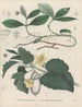 Livre des plantes toxiques Pl61 - Friedrich Berge — artwork view