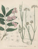 Livre des plantes toxiques Pl62 - Friedrich Berge — artwork view