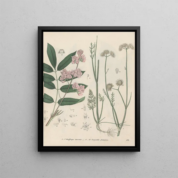 Livre des plantes toxiques Pl62 - Friedrich Berge — framed artwork on a wall