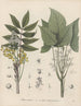 Livre des plantes toxiques Pl63 - Friedrich Berge — artwork view