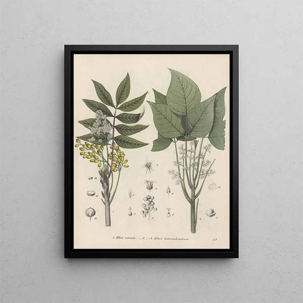 Livre des plantes toxiques Pl63 - Friedrich Berge — framed artwork on a wall