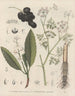 Livre des plantes toxiques Pl64 - Friedrich Berge — artwork view