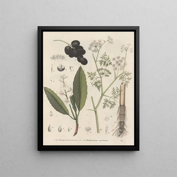 Livre des plantes toxiques Pl64 - Friedrich Berge — framed artwork on a wall