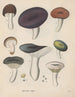 Livre sur les plantes toxiques Pl65 - Friedrich Berge — artwork view