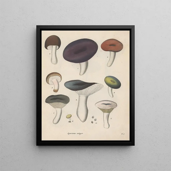 Livre sur les plantes toxiques Pl65 - Friedrich Berge — framed artwork on a wall