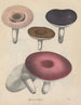 Livre sur les plantes toxiques Pl66 - Friedrich Berge — artwork view