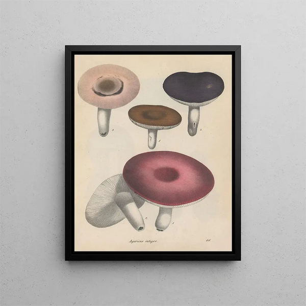 Livre sur les plantes toxiques Pl66 - Friedrich Berge — framed artwork on a wall