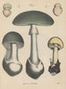 Book on Toxic Plants Pl67 - Friedrich Berge — artwork view