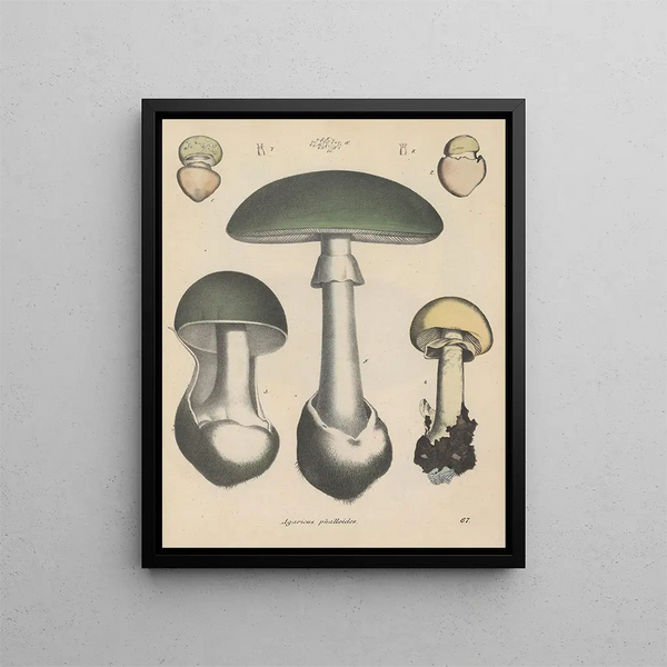 Book on Toxic Plants Pl67 - Friedrich Berge — framed artwork on a wall