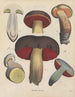 Livre sur les plantes toxiques Pl68 - Friedrich Berge — artwork view