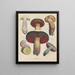 Livre sur les plantes toxiques Pl68 - Friedrich Berge — framed artwork on a wall