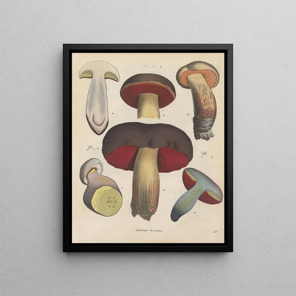 Livre sur les plantes toxiques Pl68 - Friedrich Berge — framed artwork on a wall