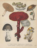 Livre des plantes toxiques Pl69 - Friedrich Berge — artwork view