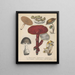 Livre des plantes toxiques Pl69 - Friedrich Berge — framed artwork on a wall