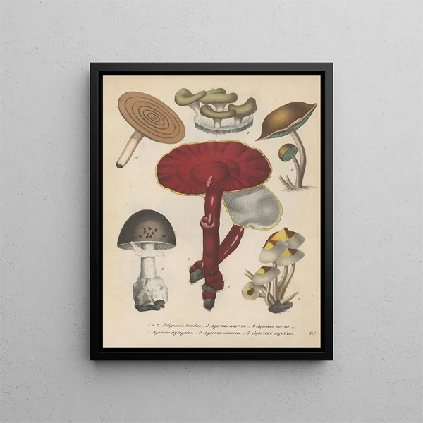 Livre des plantes toxiques Pl69 - Friedrich Berge — framed artwork on a wall