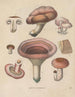 Livre sur les plantes toxiques Pl70 - Friedrich Berge — artwork view