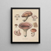 Livre sur les plantes toxiques Pl70 - Friedrich Berge — framed artwork on a wall